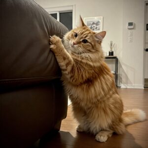 Fluffy orange cat scratching a leather couch, visibly exposing cat nails…