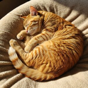 Orange tabby cat sleeping peacefully on a soft blanket, showing relaxed cat nails