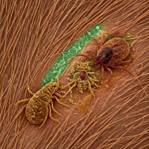 Microscopic view of ticks and fleas on pet skin, illustrating the parasites targeted by NexGard for cats