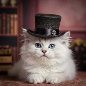 A fluffy white cat with striking blue eyes wearing a small, elegant black top hat with lace detail.
