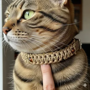 Close-up shot of a cat with a natural flea collar on its neck, showing the secure and comfortable fit.