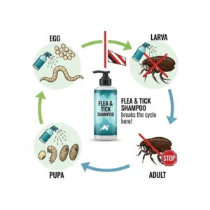 An infographic illustrating the four stages of the flea life cycle: egg, larva, pupa, and adult, showing how flea and tick shampoo helps break the cycle.