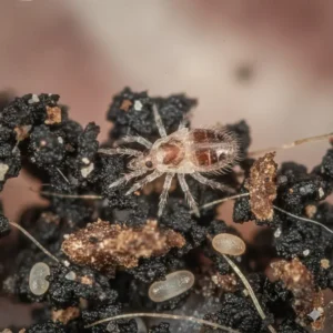 Microscopic illustration of Otodectes cynotis, the common ear mite responsible for infections in cats.