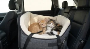Two small domestic kittens sharing a spacious dual-tether cat car seat in the rear passenger seat.